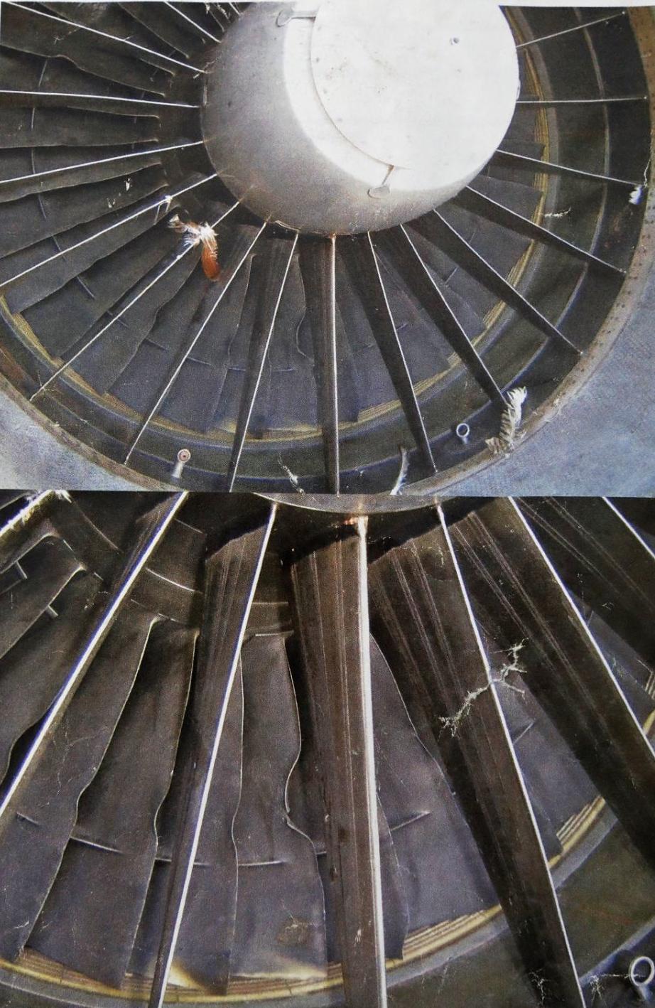 Keeping airplanes safe from birds is a full-time job